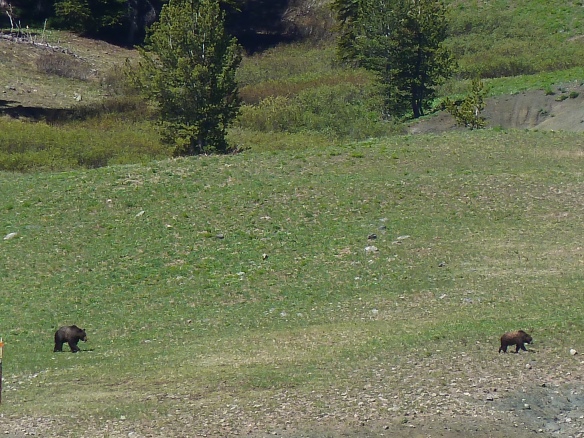 Grizzly bears on the side of the road in Wyoming.  